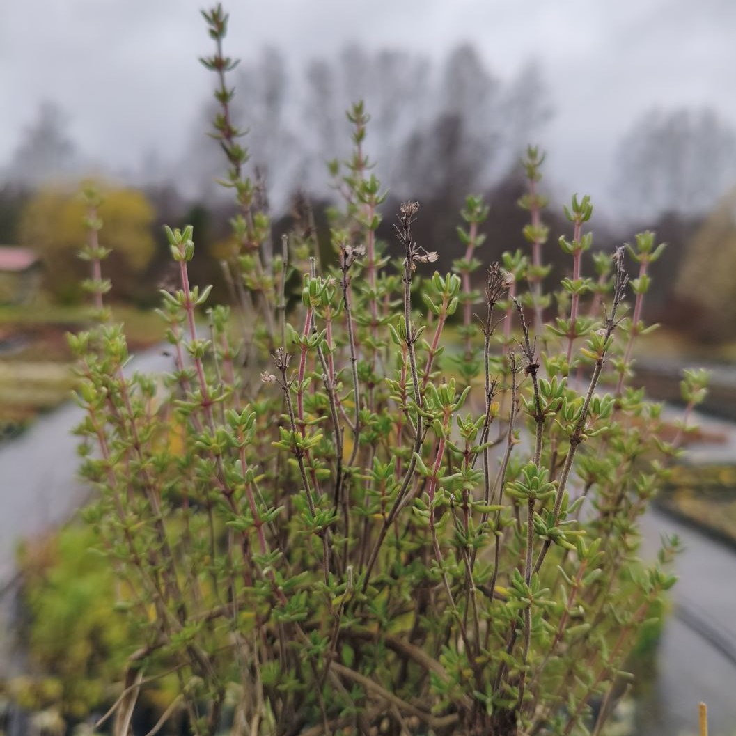 Волшебная трава с легким характером 