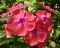 Флокс метельчатый Радость жизни
