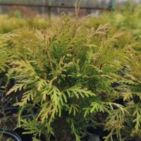 Туя западная Даника