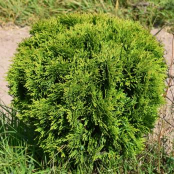 Туя западная Даника