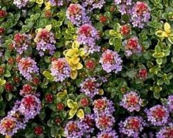 Тимьян лимоннопахнущий ауреа