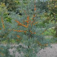 Витамины и защита - набор для живой изгороди 4 шт C1,C3