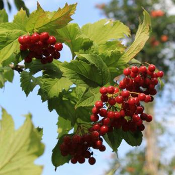 Витамины и защита - набор для живой изгороди 4 шт C1,C3