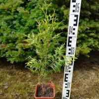 Туя западная Брабант - набор для живой изгороди 5 шт С1