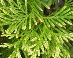 Туя западная Столвик