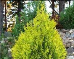 Туя западная Санкист