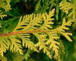 Туя западная Еллоу Риббон