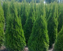 Туя западная Смарагд