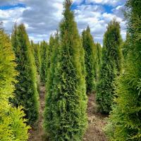 Туя западная Смарагд