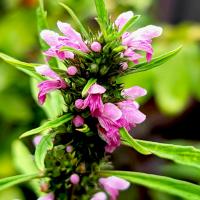 Пустырник сердечный Самарский