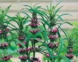 Пустырник сердечный Самарский